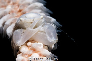 Put them up...
—
Subal underwater housing, Canon 5Dmk2,... by Terry Steeley 